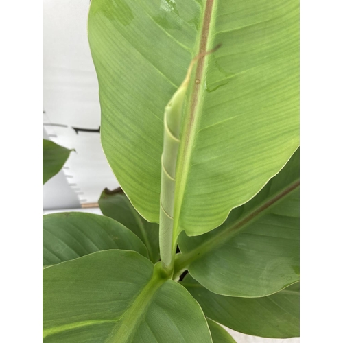 107 - TWO MUSA BASJOO BANANA PLANTS IN 2 LTR POTS 55CM TALL TO BE SOLD FOR THE TWO NO VAT