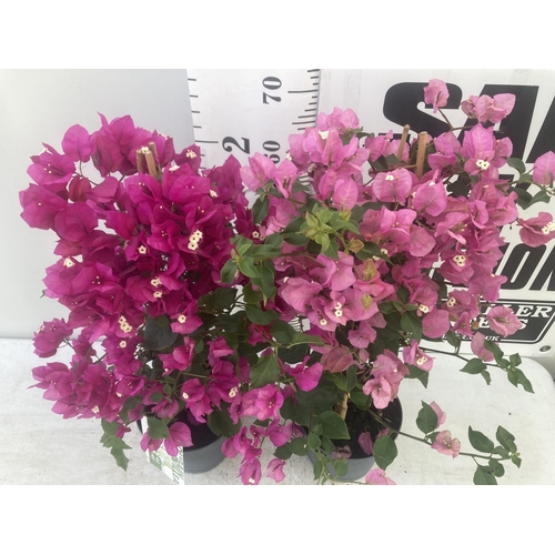 11 - TWO BOUGAINVILLEA SANDERINA PINK AND DARK PINK ON A PYRAMID FRAME, 3 LTR POTS HEIGHT 70-80CM. PATIO ... 