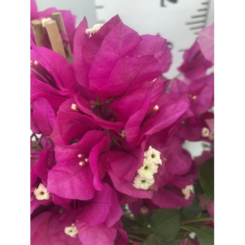 11 - TWO BOUGAINVILLEA SANDERINA PINK AND DARK PINK ON A PYRAMID FRAME, 3 LTR POTS HEIGHT 70-80CM. PATIO ... 