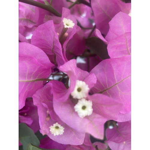 11 - TWO BOUGAINVILLEA SANDERINA PINK AND DARK PINK ON A PYRAMID FRAME, 3 LTR POTS HEIGHT 70-80CM. PATIO ... 