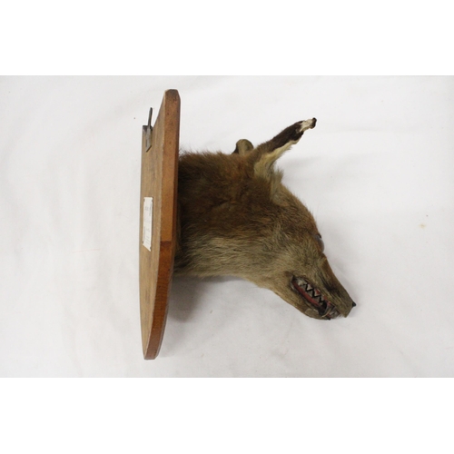 19 - A TAXIDERMY FOXES HEAD ON A SHIELD SHAPED WOODEN PLINTH