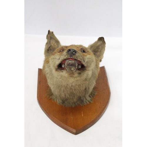 19 - A TAXIDERMY FOXES HEAD ON A SHIELD SHAPED WOODEN PLINTH