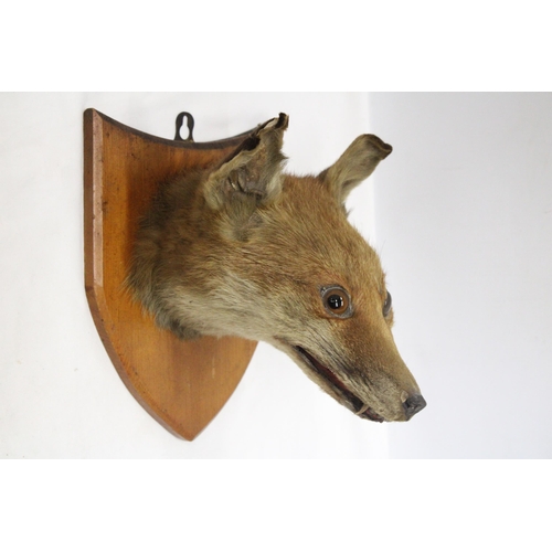 19 - A TAXIDERMY FOXES HEAD ON A SHIELD SHAPED WOODEN PLINTH