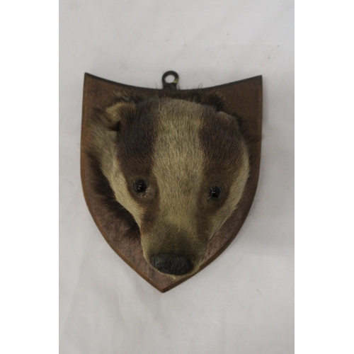 40 - A TAXIDERMY OF A BADGER HEAD ON A SHIELD SHAPED WOODEN PLINTH