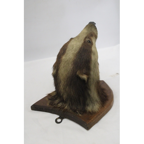 40 - A TAXIDERMY OF A BADGER HEAD ON A SHIELD SHAPED WOODEN PLINTH