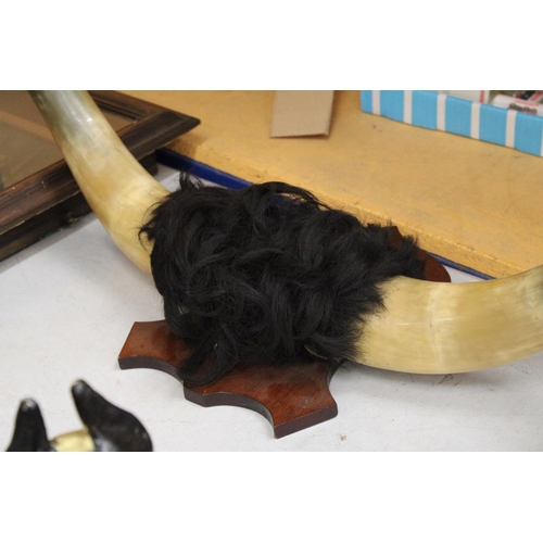 58 - A PAIR OF LONGHORN STEER HORNS ON A WOODEN PLAQUE - 104 CM FROM HORN TO HORN