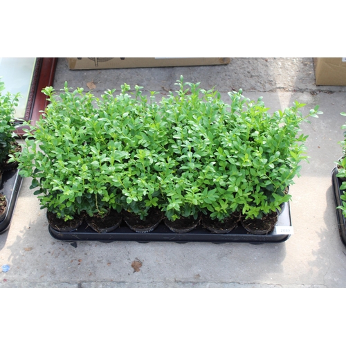 2089 - A TRAY OF EIGHTEEN SEMPERVIRENS BUXUS PLANTS