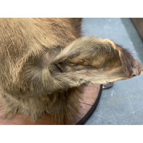 87 - A TAXIDERMY FOX HEAD ON A SHIELD SHAPED WOODEN PLINTH