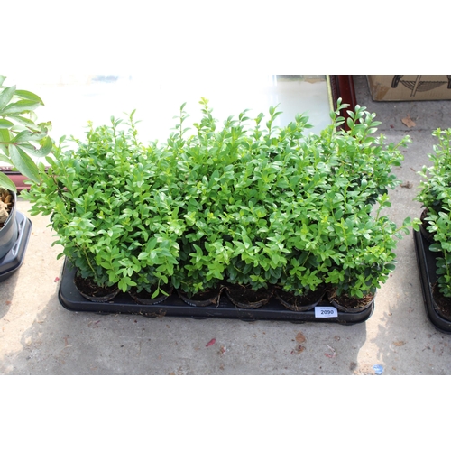 2090 - A TRAY OF EIGHTEEN SEMPERVIRENS BUXUS PLANTS