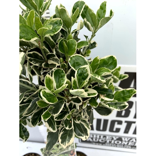 51 - TWO STANDARD EUONYMUS JAPONICUS 'KATHY' IN 3 LTR POTS 110CM IN HEIGHT PLUS VAT TO BE SOLD FOR THE TW... 