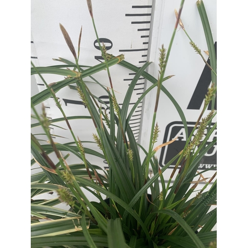 50 - TWO HARDY ORNAMENTAL GRASSES CAREX MORROWII 'ICE DANCE' AND 'IRISH GREEN' IN 3 LTR POTS APPROX 50CM ... 