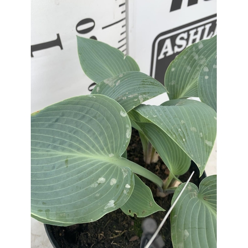 52 - THREE MIXED VARIETY HOSTAS TO INCLUDE WIDE BRIM, HALCYON AND PATRIOT IN 3 LTR POTS 30CM TALL TO BE S... 