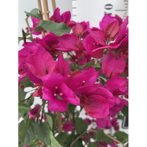 56 - TWO BOUGAINVILLEA SANDERINA  ON A PYRAMID FRAME, 3 LTR POTS HEIGHT 70-80CM. PATIO READY TO BE SOLD F... 