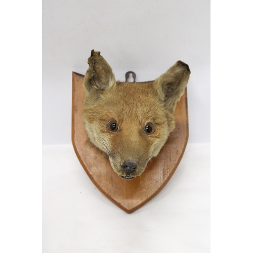 19 - A TAXIDERMY FOXES HEAD ON A SHIELD SHAPED WOODEN PLINTH