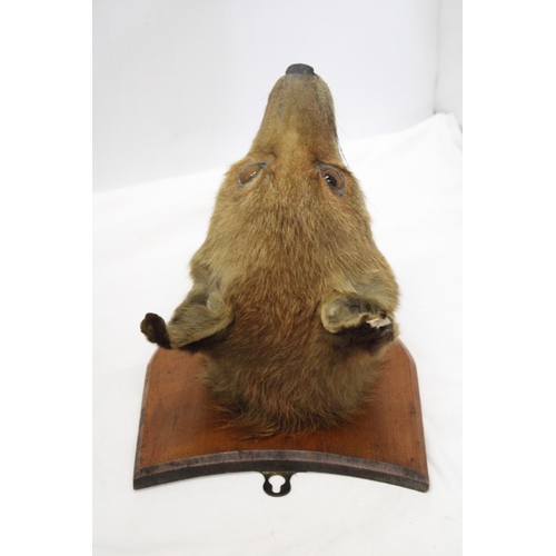 19 - A TAXIDERMY FOXES HEAD ON A SHIELD SHAPED WOODEN PLINTH