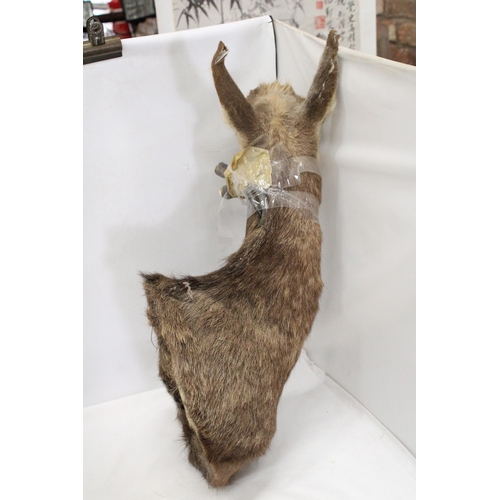 28 - A TAXIDERMY OF A DEER WITH HORNS