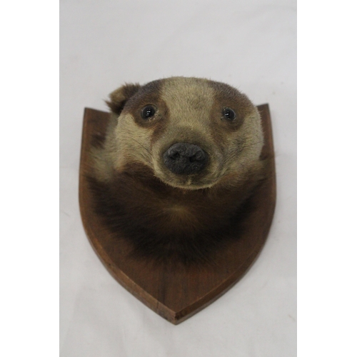 40 - A TAXIDERMY OF A BADGER HEAD ON A SHIELD SHAPED WOODEN PLINTH