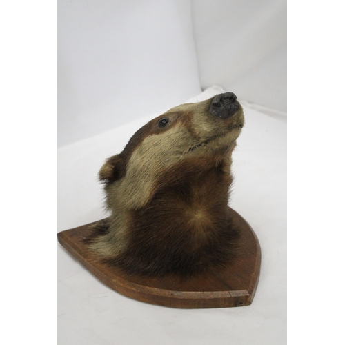 40 - A TAXIDERMY OF A BADGER HEAD ON A SHIELD SHAPED WOODEN PLINTH