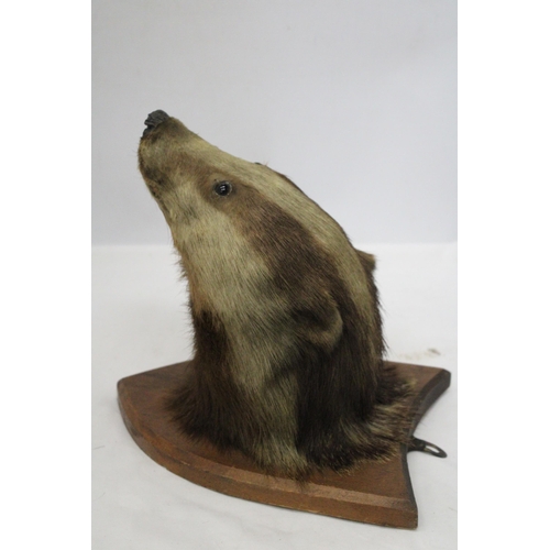 40 - A TAXIDERMY OF A BADGER HEAD ON A SHIELD SHAPED WOODEN PLINTH