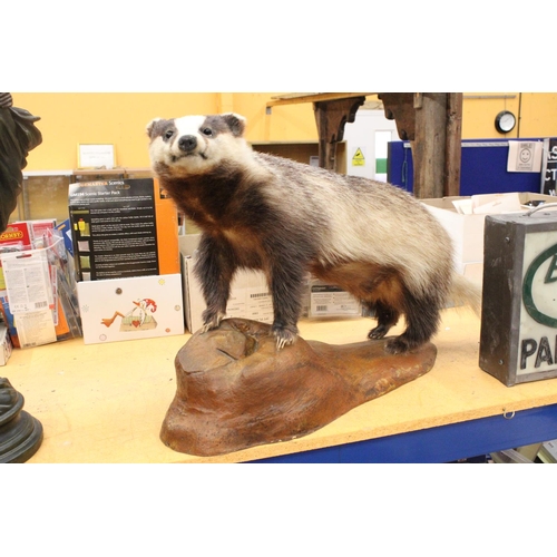 76 - A TAXIDERMY BADGER ON MOUNT - 34