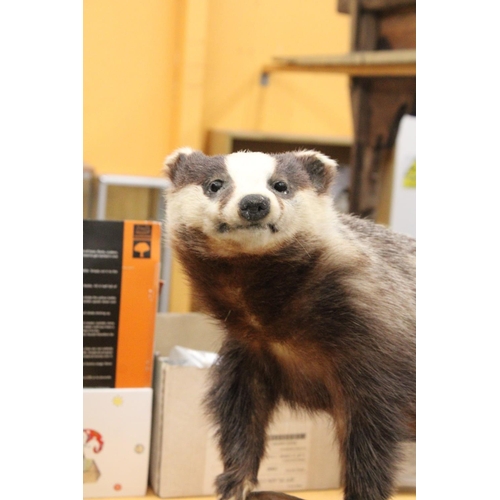 76 - A TAXIDERMY BADGER ON MOUNT - 34