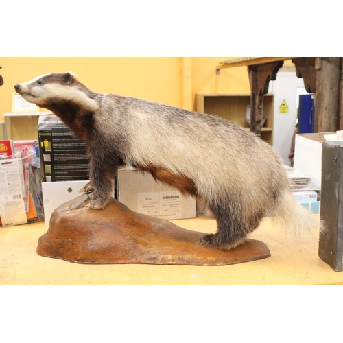 76 - A TAXIDERMY BADGER ON MOUNT - 34