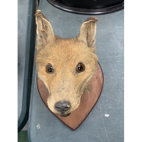 87 - A TAXIDERMY FOX HEAD ON A SHIELD SHAPED WOODEN PLINTH