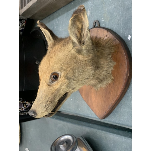 87 - A TAXIDERMY FOX HEAD ON A SHIELD SHAPED WOODEN PLINTH