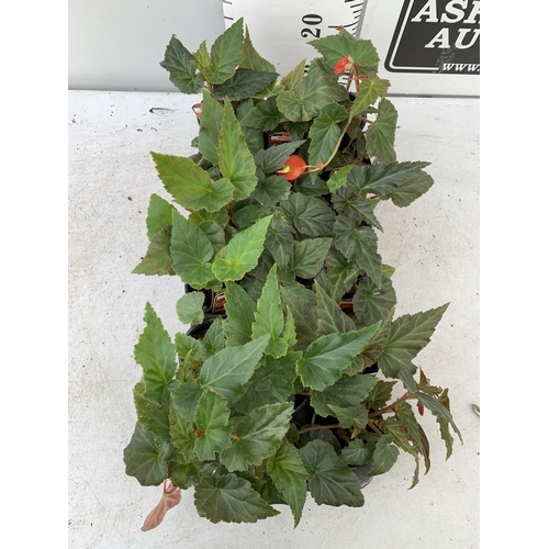 10 - FIFTEEN TRAILING BEGONIA ILLUMINATION ORANGE IN 9CM POTS ON A TRAY PLUS VAT TO BE SOLD FOR THE FIFTE... 