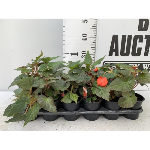 10 - FIFTEEN TRAILING BEGONIA ILLUMINATION ORANGE IN 9CM POTS ON A TRAY PLUS VAT TO BE SOLD FOR THE FIFTE... 