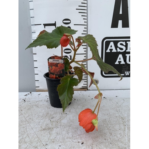 10 - FIFTEEN TRAILING BEGONIA ILLUMINATION ORANGE IN 9CM POTS ON A TRAY PLUS VAT TO BE SOLD FOR THE FIFTE... 