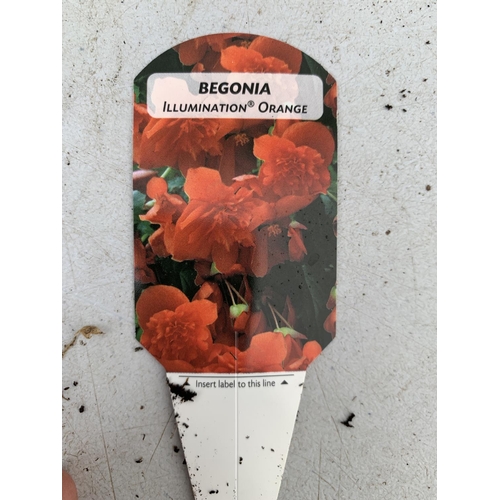 10 - FIFTEEN TRAILING BEGONIA ILLUMINATION ORANGE IN 9CM POTS ON A TRAY PLUS VAT TO BE SOLD FOR THE FIFTE... 