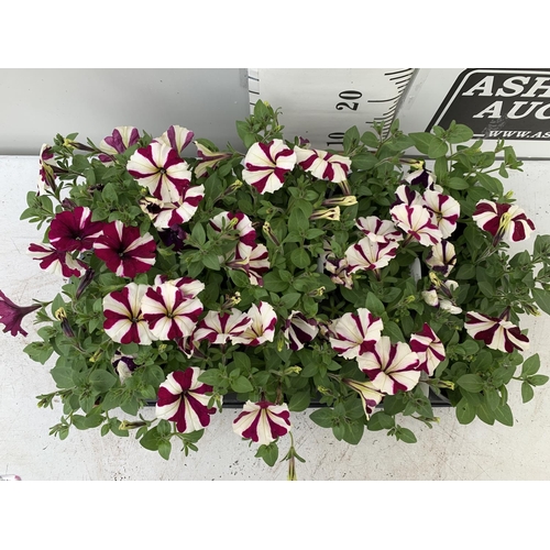 11 - FIFTEEN BASKET PLANTS PETUNIA 'BURGUNDY STAR' IN 11 X  8CM POTS ON A TRAY PLUS VAT TO BE SOLD FOR TH... 