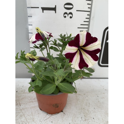 11 - FIFTEEN BASKET PLANTS PETUNIA 'BURGUNDY STAR' IN 11 X  8CM POTS ON A TRAY PLUS VAT TO BE SOLD FOR TH... 