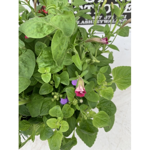 12 - TWO LARGE TUBS PLANTED WITH VARIOUS  PLANTS INC MARIGOLDS PETUNIAS FUCHSIA BACOPA ETC IN 7 LTR POTS ... 