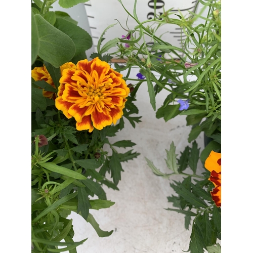 12 - TWO LARGE TUBS PLANTED WITH VARIOUS  PLANTS INC MARIGOLDS PETUNIAS FUCHSIA BACOPA ETC IN 7 LTR POTS ... 