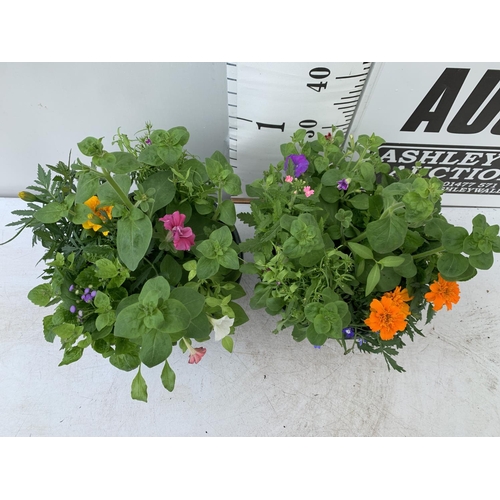 13 - TWO LARGE TUBS PLANTED WITH VARIOUS  PLANTS INC MARIGOLDS PETUNIAS FUCHSIA BACOPA ETC IN 7 LTR POTS ... 