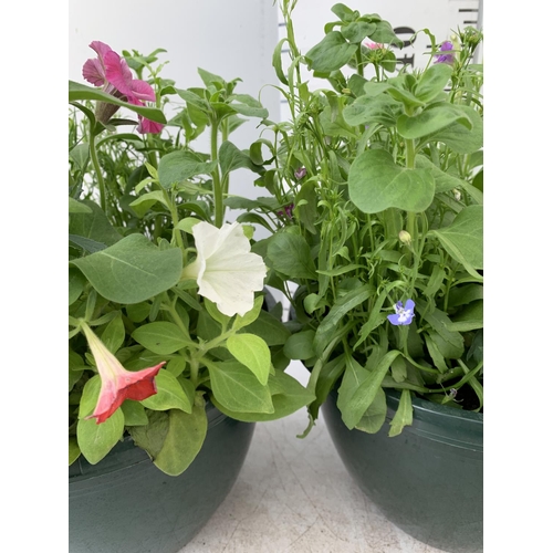 13 - TWO LARGE TUBS PLANTED WITH VARIOUS  PLANTS INC MARIGOLDS PETUNIAS FUCHSIA BACOPA ETC IN 7 LTR POTS ... 