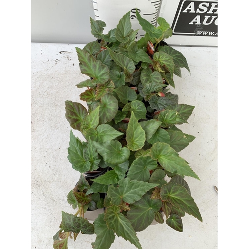 14 - FIFTEEN TRAILING BEGONIA ILLUMINATION ORANGE IN 9CM POTS ON A TRAY PLUS VAT TO BE SOLD FOR THE FIFTE... 