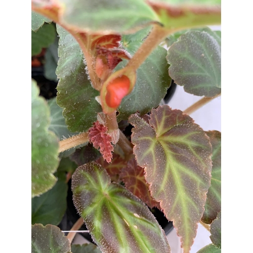 14 - FIFTEEN TRAILING BEGONIA ILLUMINATION ORANGE IN 9CM POTS ON A TRAY PLUS VAT TO BE SOLD FOR THE FIFTE... 