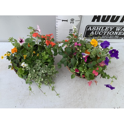 16 - TWO WICKER HANGING BASKETS WITH MIXED BASKET AND TRAILING PLANTS TO INCLUDE PETUNIA, MARIGOLD,GERANI... 