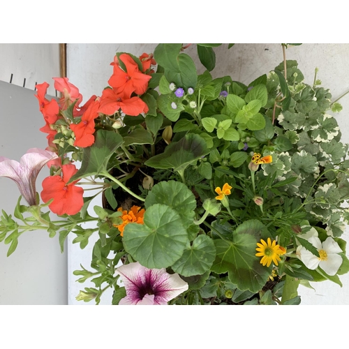 16 - TWO WICKER HANGING BASKETS WITH MIXED BASKET AND TRAILING PLANTS TO INCLUDE PETUNIA, MARIGOLD,GERANI... 