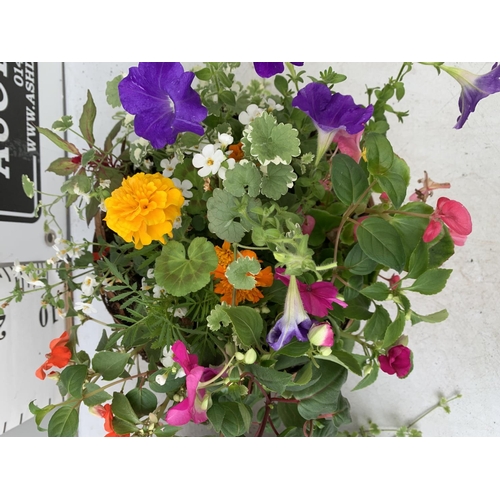 16 - TWO WICKER HANGING BASKETS WITH MIXED BASKET AND TRAILING PLANTS TO INCLUDE PETUNIA, MARIGOLD,GERANI... 