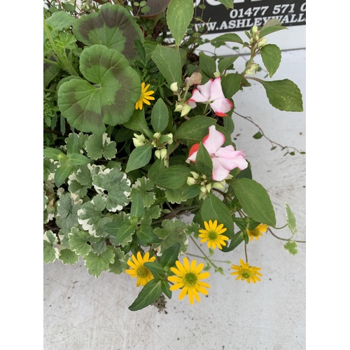 17 - TWO WICKER HANGING BASKETS WITH MIXED BASKET AND TRAILING PLANTS TO INCLUDE PETUNIA, MARIGOLD,GERANI... 