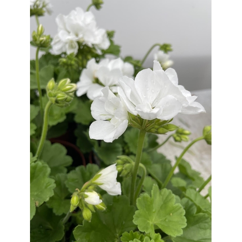 18 - SIX GRANDEUR CLASSIC WHITE GERANIUMS IN ONE LITRE POTS TO BE SOLD FOR THE SIX + VAT