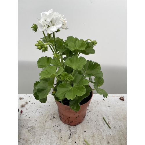 18 - SIX GRANDEUR CLASSIC WHITE GERANIUMS IN ONE LITRE POTS TO BE SOLD FOR THE SIX + VAT