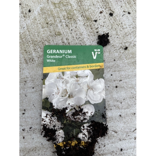 18 - SIX GRANDEUR CLASSIC WHITE GERANIUMS IN ONE LITRE POTS TO BE SOLD FOR THE SIX + VAT