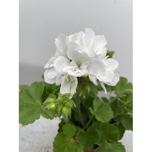 19 - SIX GRANDEUR CLASSIC WHITE GERANIUMS IN ONE LITRE POTS TO BE SOLD FOR THE SIX + VAT