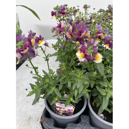 24 - FIFTEEN POTS OF NEMESIA SUNDAE FOREST FRUITS TO BE SOLD FOR THE FIFTEEN + VAT