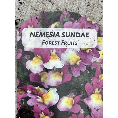 24 - FIFTEEN POTS OF NEMESIA SUNDAE FOREST FRUITS TO BE SOLD FOR THE FIFTEEN + VAT